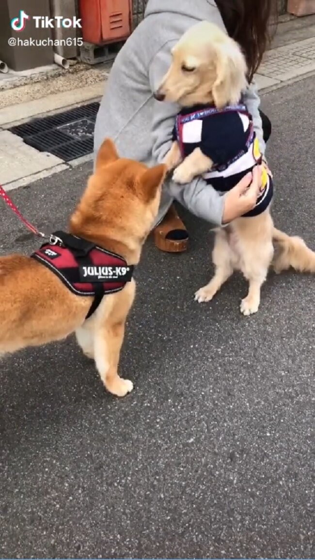 ダックスフンド,動画