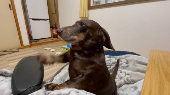 ダックスフンド,動画