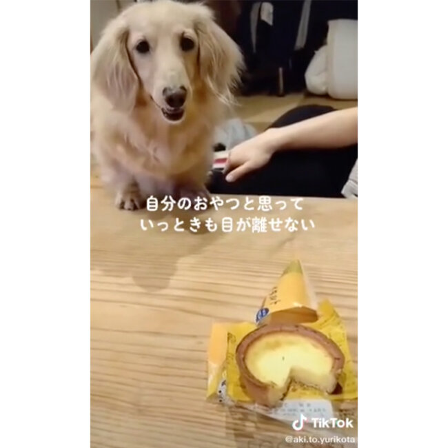 ダックスフンド,動画