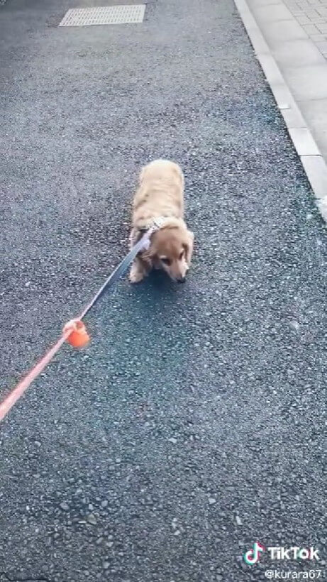 ダックスフンド,動画