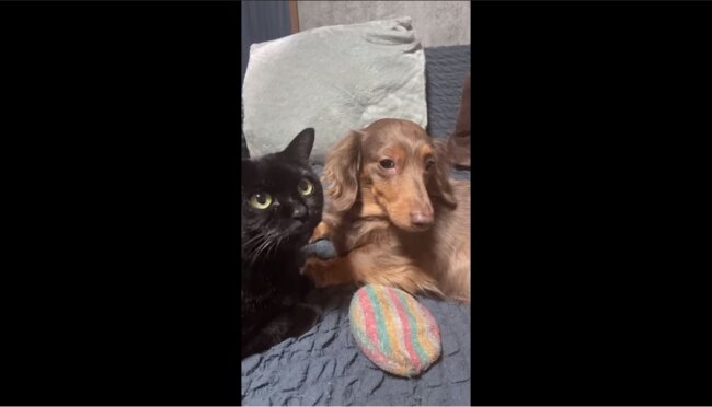 ダックスフンド,動画