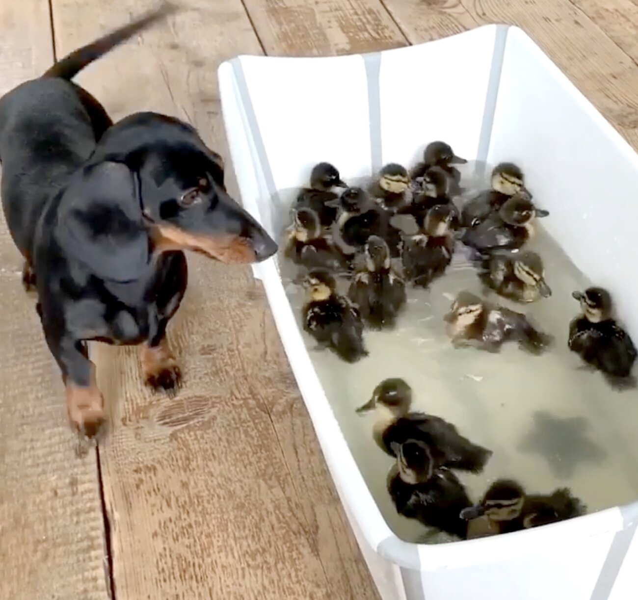 ダックスフンド,動画