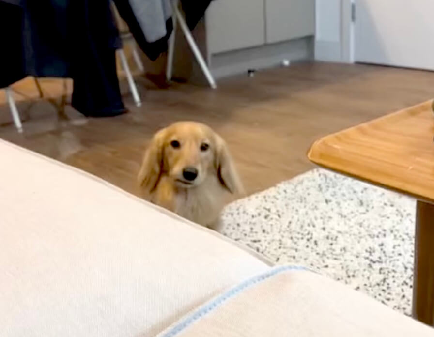 ダックスフンド,動画