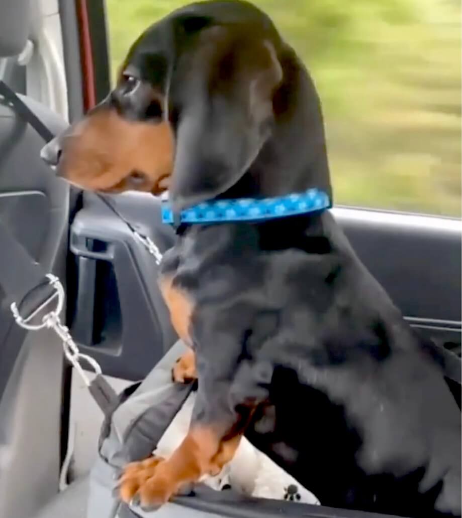 ダックスフンド,動画