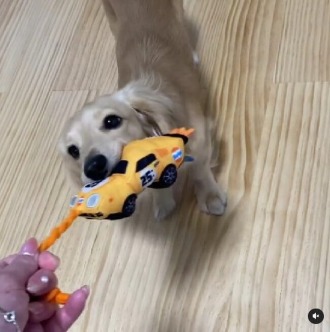 ダックスフンド,動画