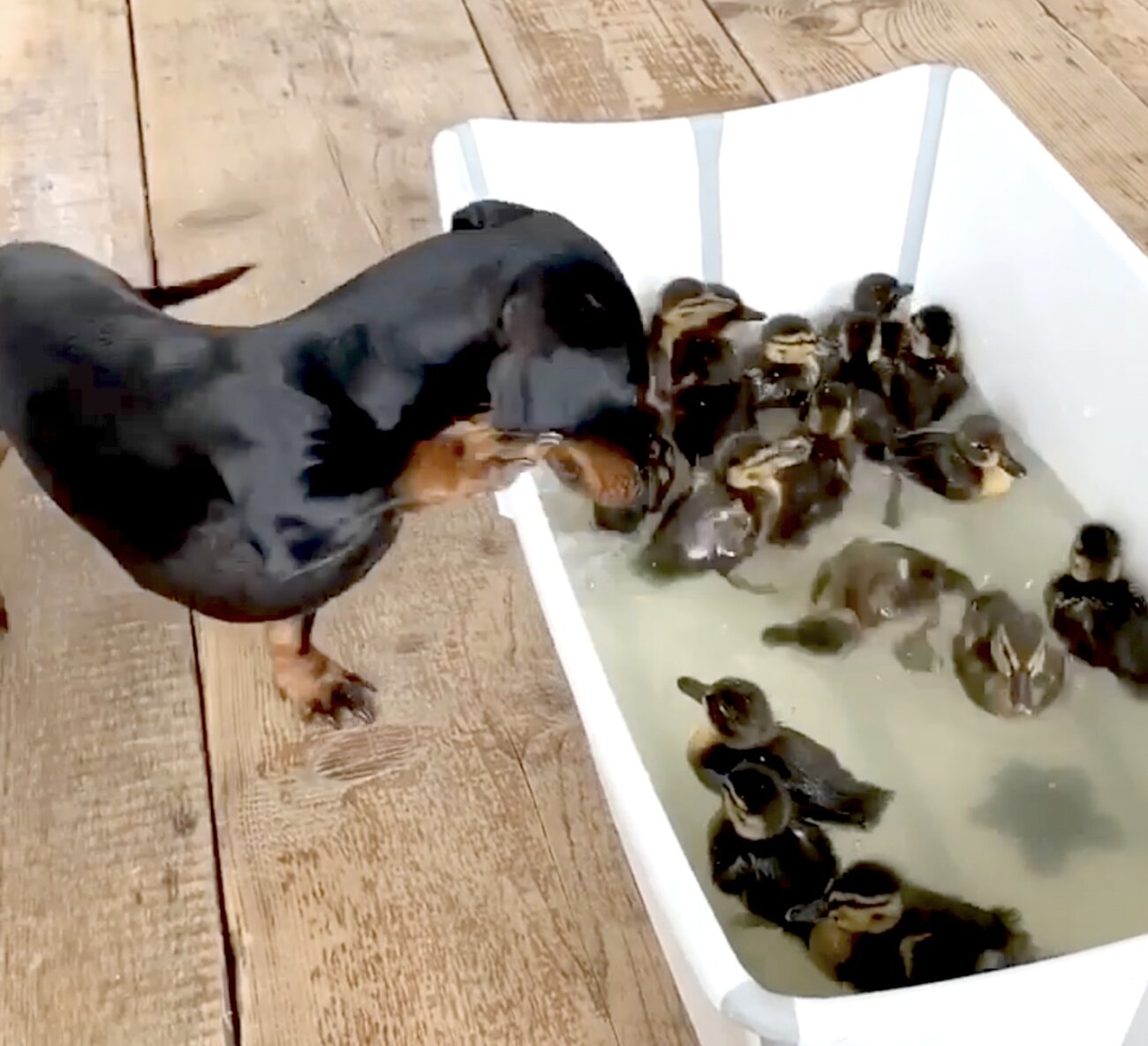 ダックスフンド,動画