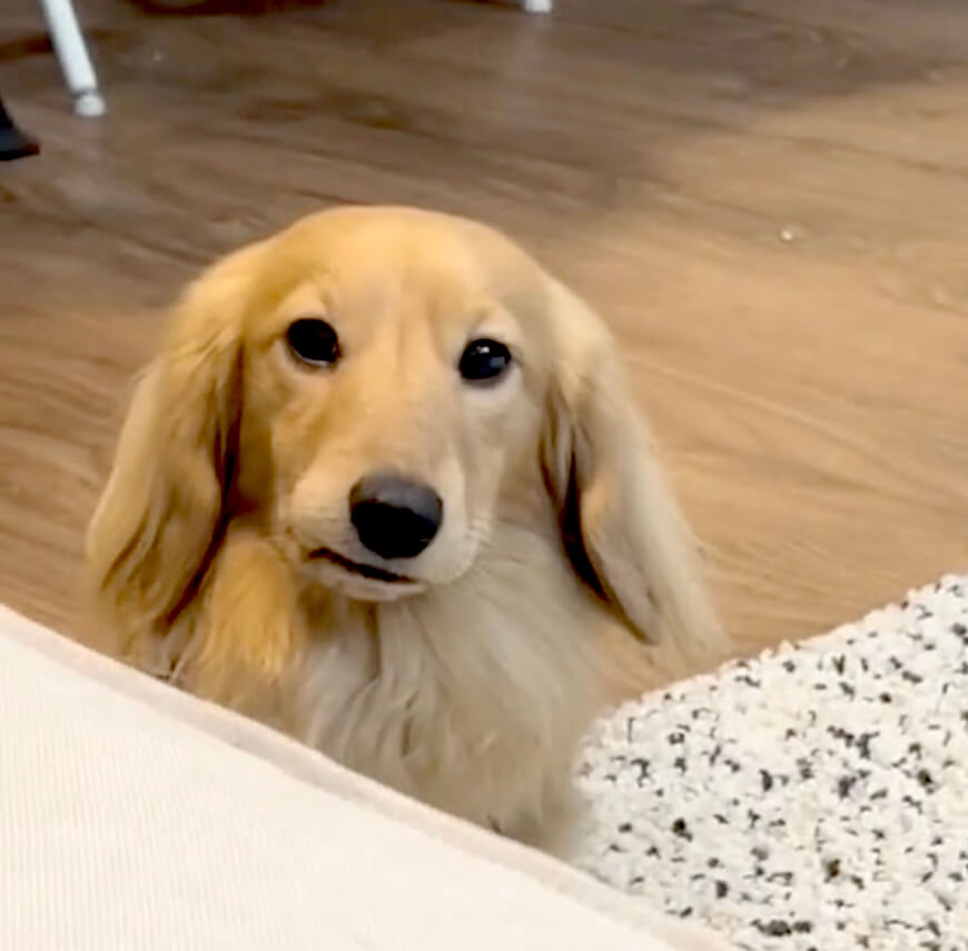 ダックスフンド,動画