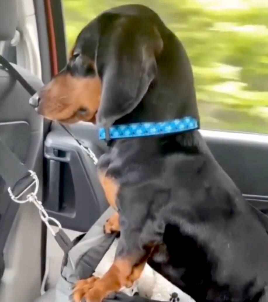 ダックスフンド,動画