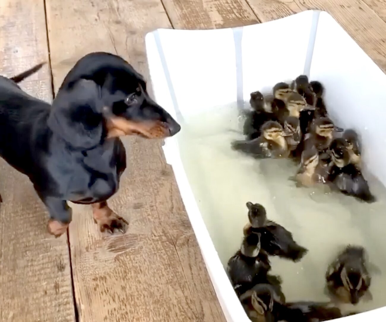 ダックスフンド,動画