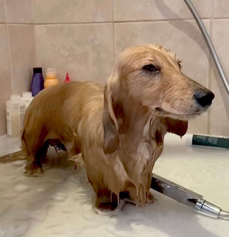 ダックスフンド,動画