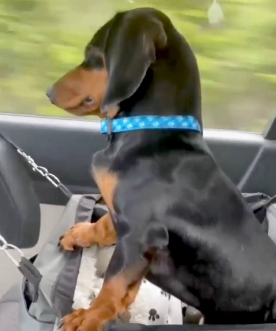 ダックスフンド,動画