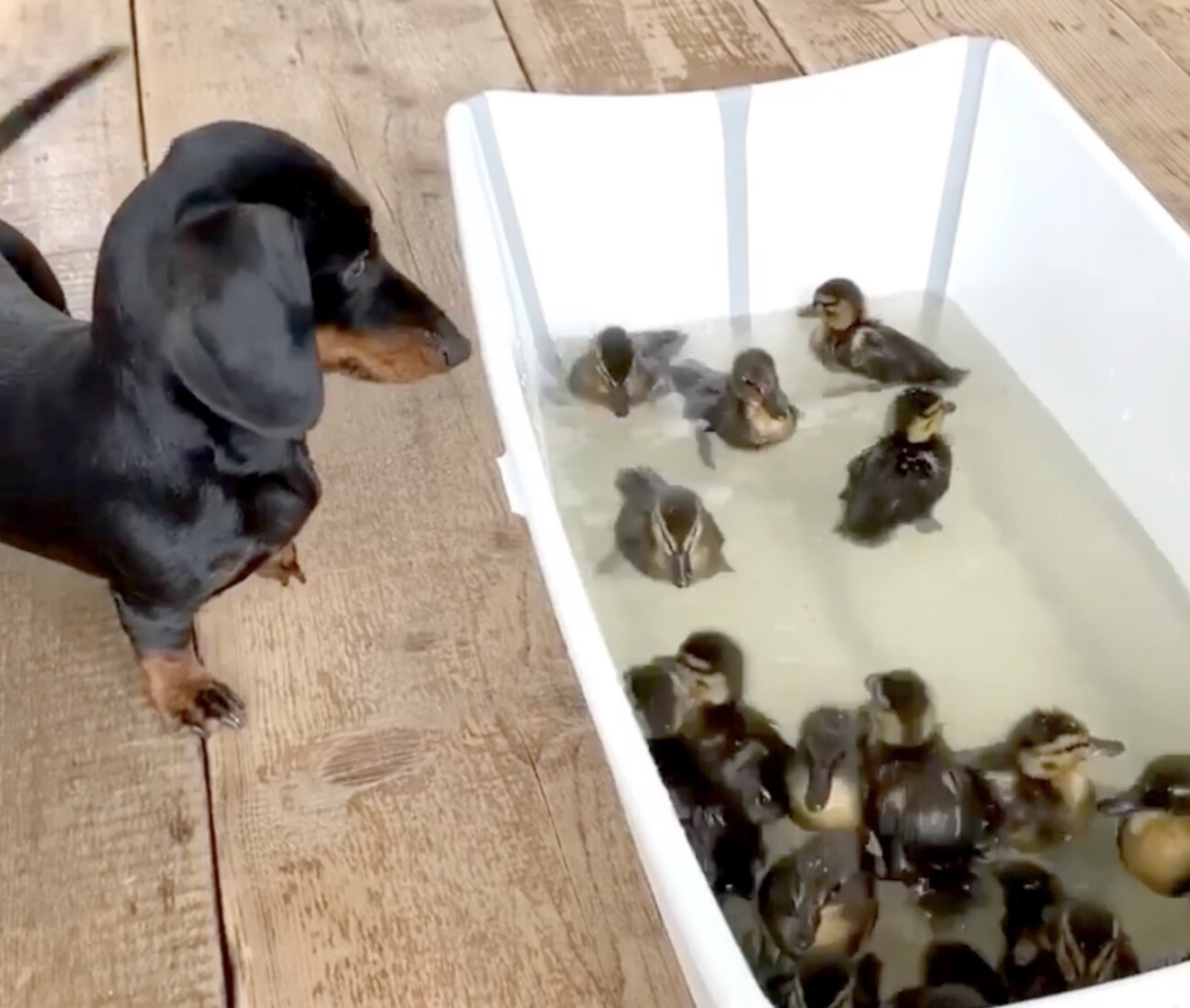 ダックスフンド,動画