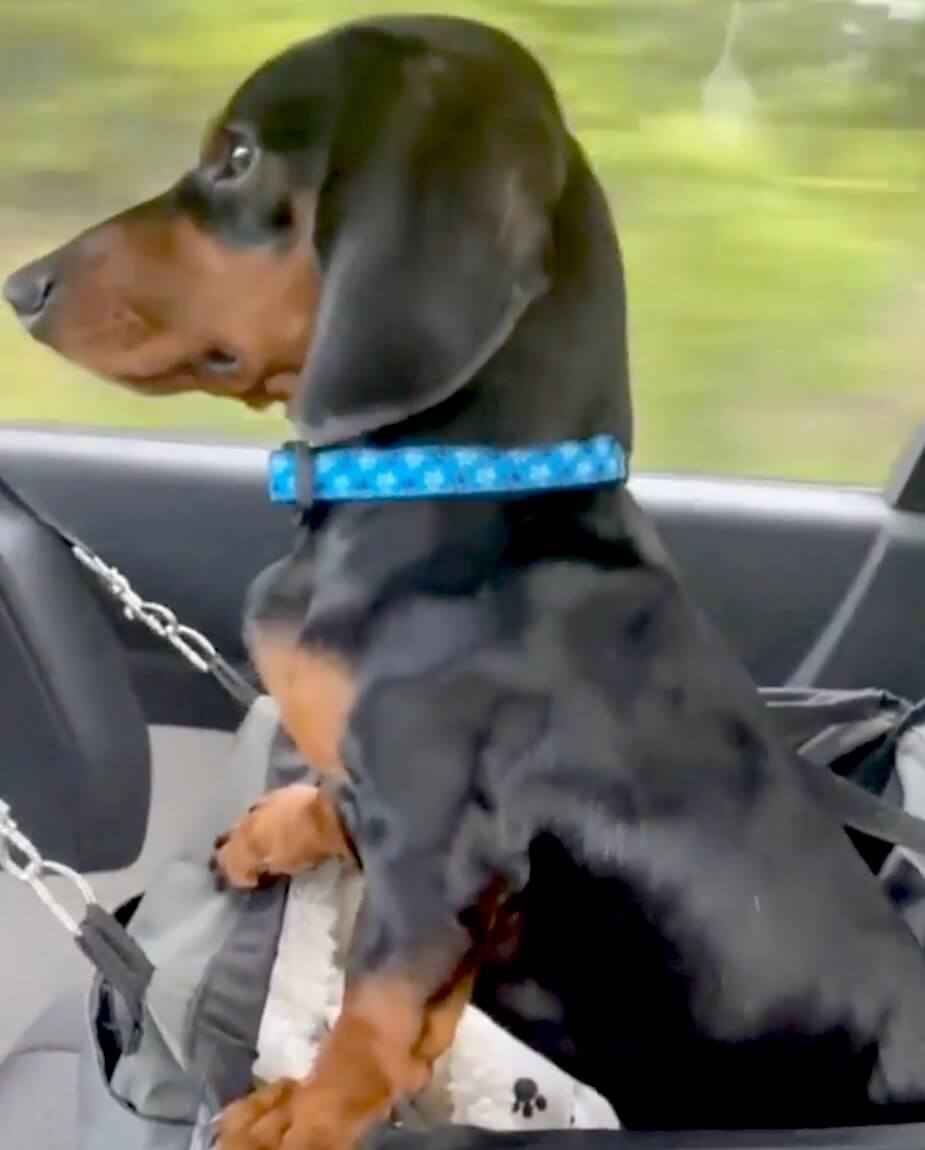 ダックスフンド,動画