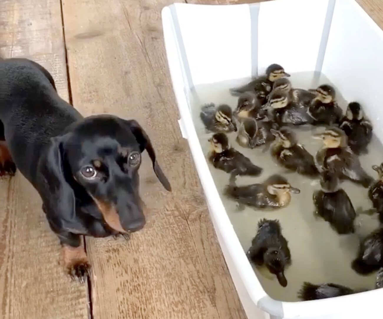 ダックスフンド,動画