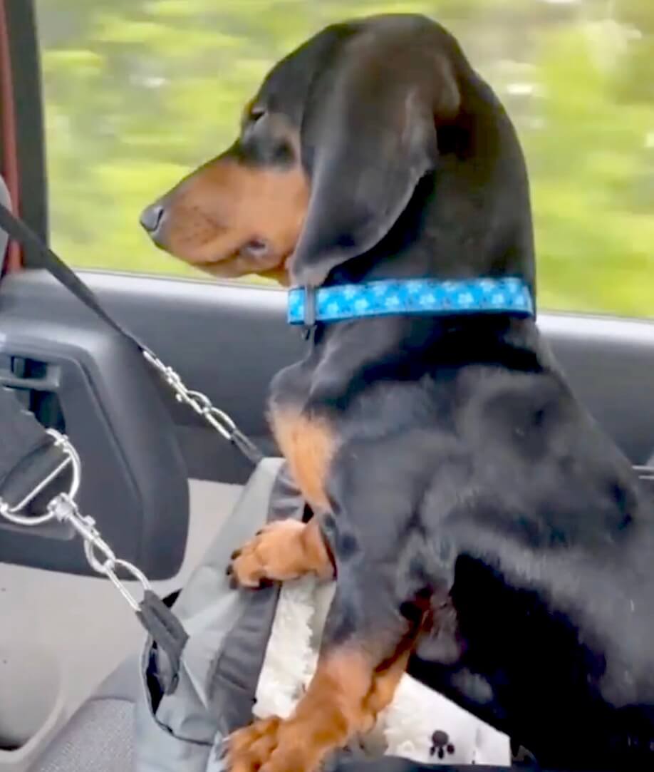 ダックスフンド,動画