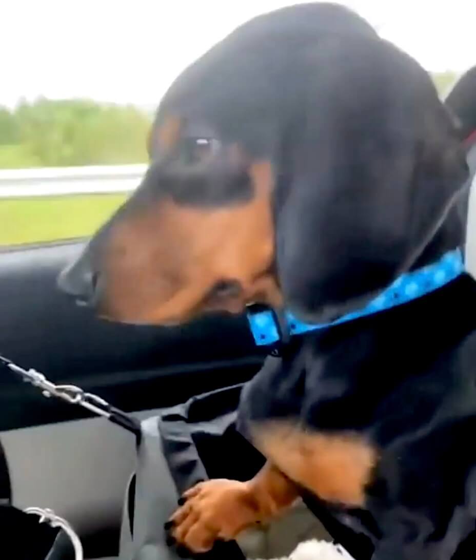 ダックスフンド,動画