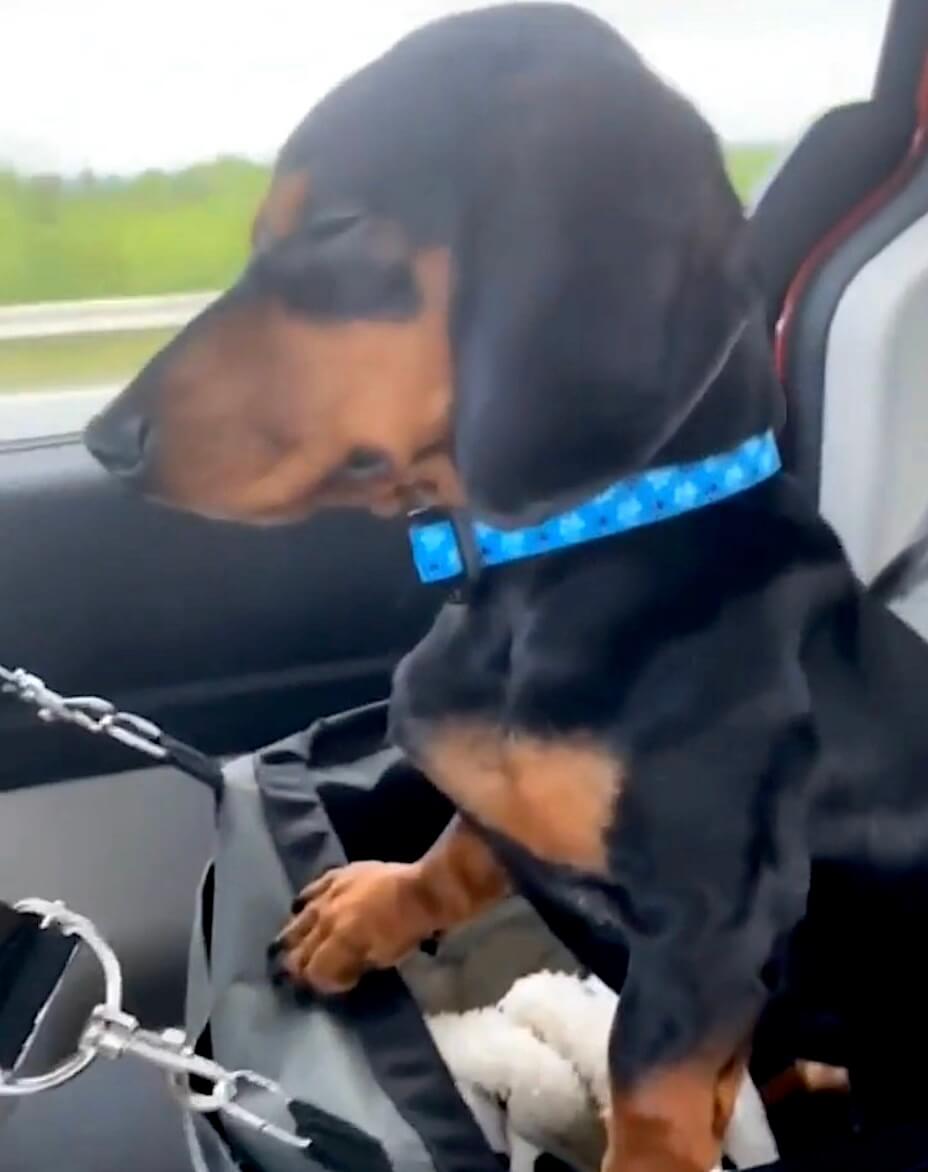 ダックスフンド,動画