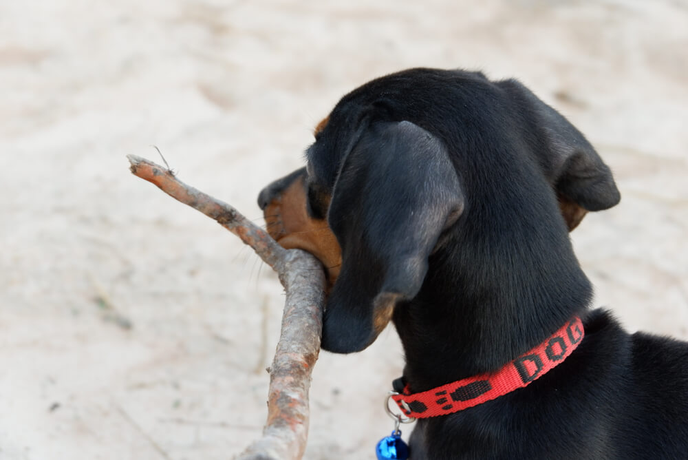 ダックス,マイクロチップ,迷子