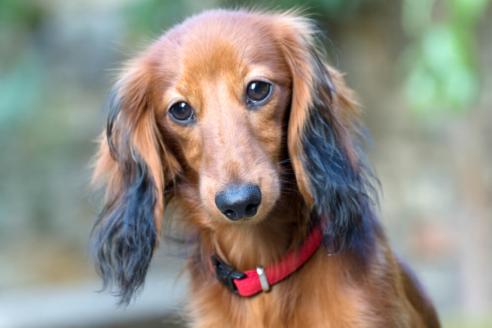 ダックス,マイクロチップ,迷子