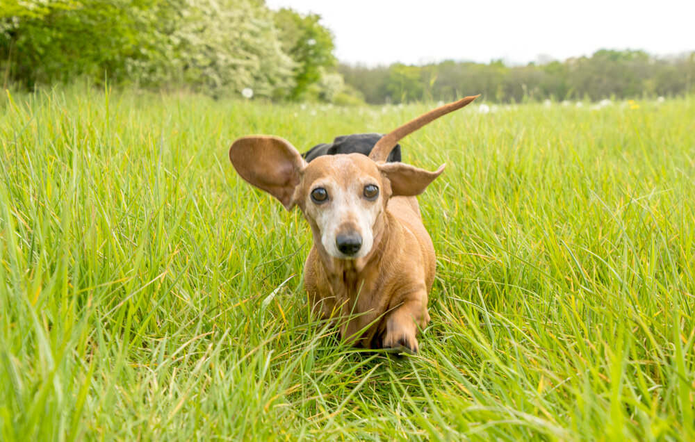 ダックス,マイクロチップ,迷子