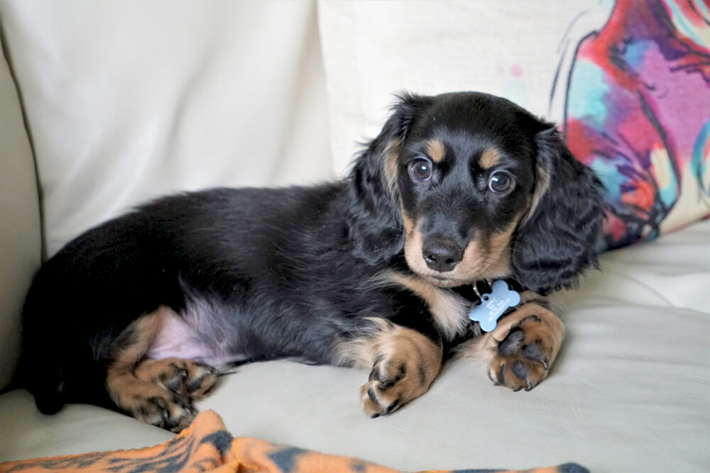 ダックス,マイクロチップ,迷子