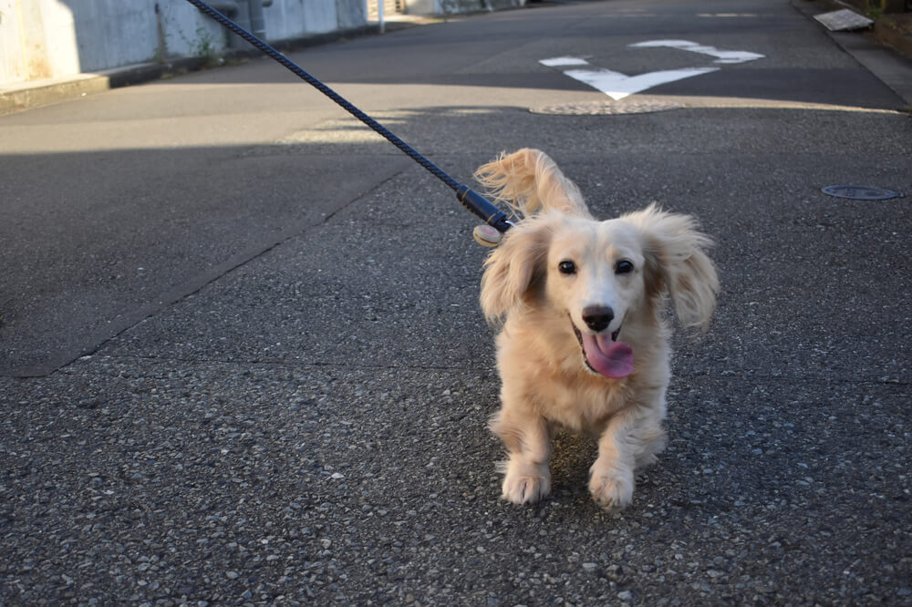 ダックス,マイクロチップ,迷子