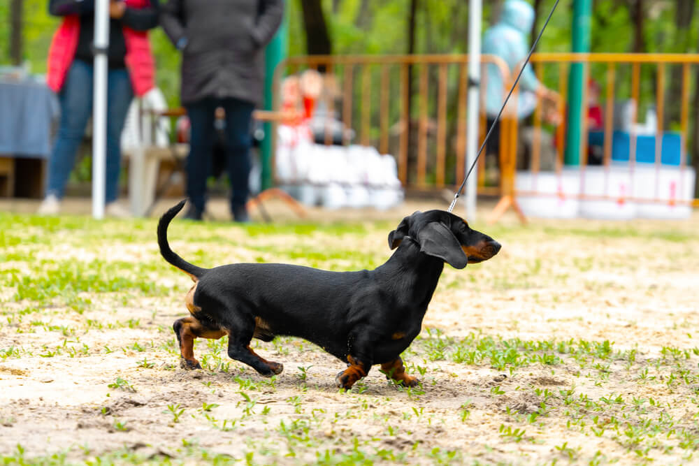 ダックス,マイクロチップ,迷子