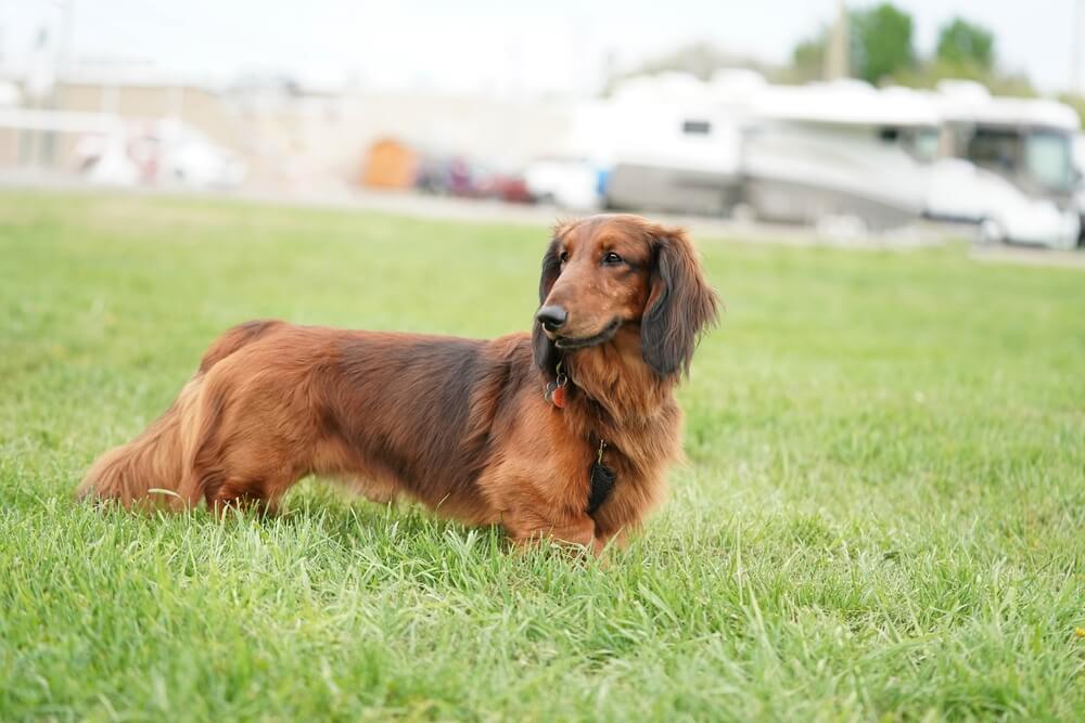 ダックス,マイクロチップ,迷子