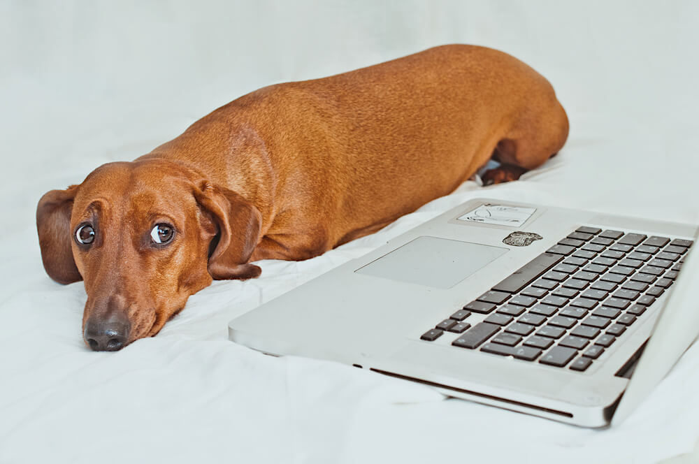 ダックス,マイクロチップ,迷子