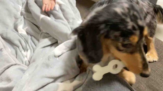 ダックスフンド,動画