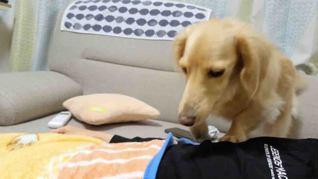 ダックスフンド,動画