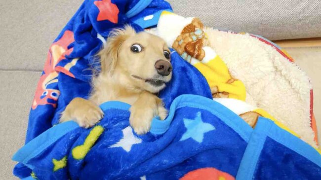 ダックスフンド,動画