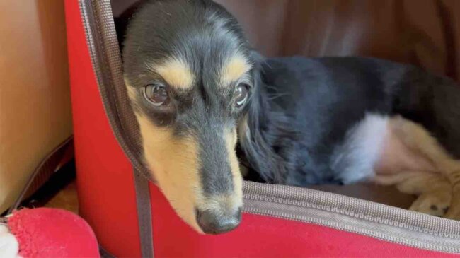 ダックスフンド,動画