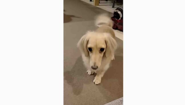 ダックスフンド,動画