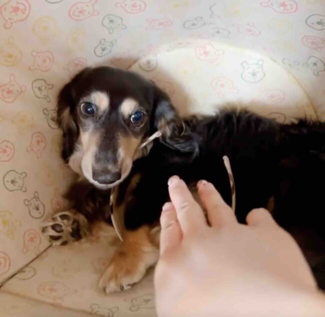 ダックスフンド,動画