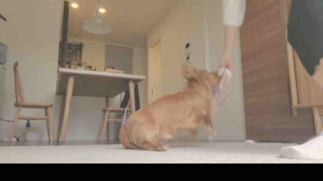 ダックスフンド,動画