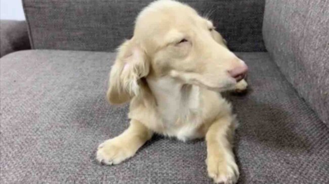 ダックスフンド,動画