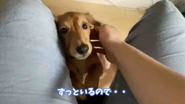 ダックスフンド,動画