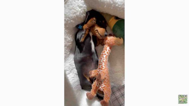 ダックスフンド,動画