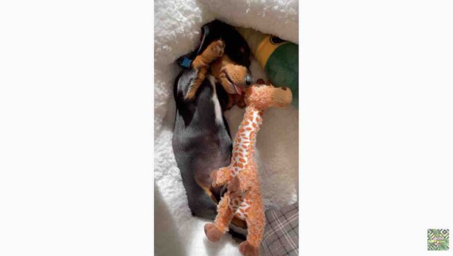 ダックスフンド,動画