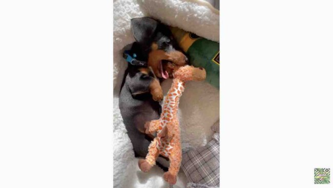 ダックスフンド,動画