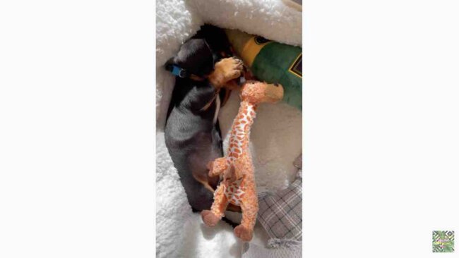 ダックスフンド,動画