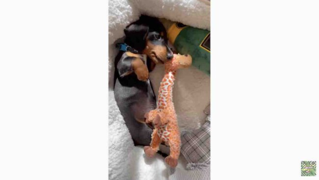 ダックスフンド,動画