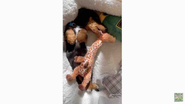 ダックスフンド,動画