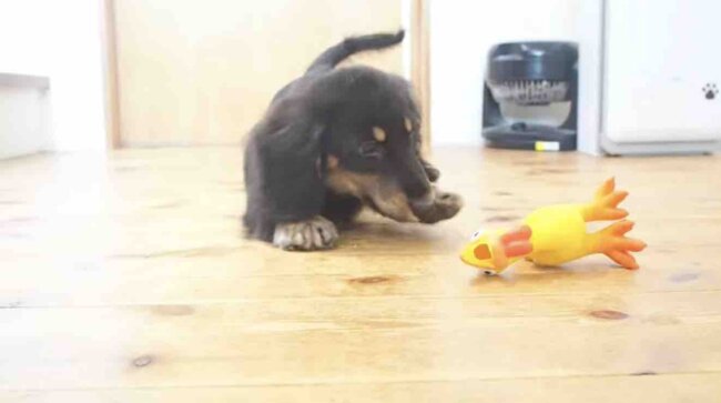 ダックスフンド,動画