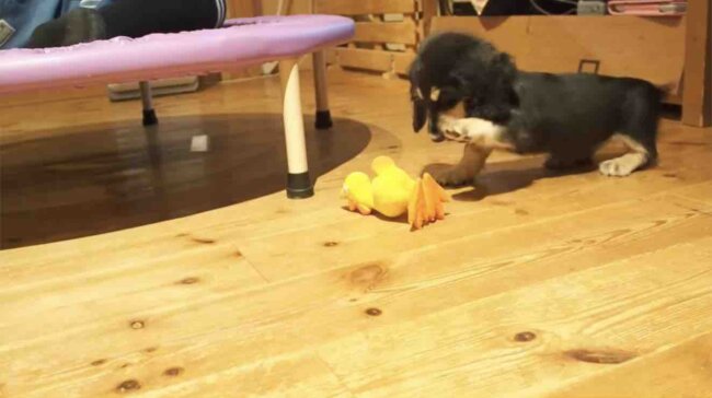 ダックスフンド,動画