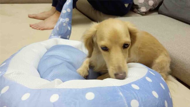 ダックスフンド,動画