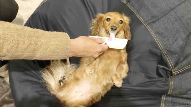 ダックスフンド,動画