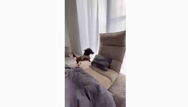 ダックスフンド,動画