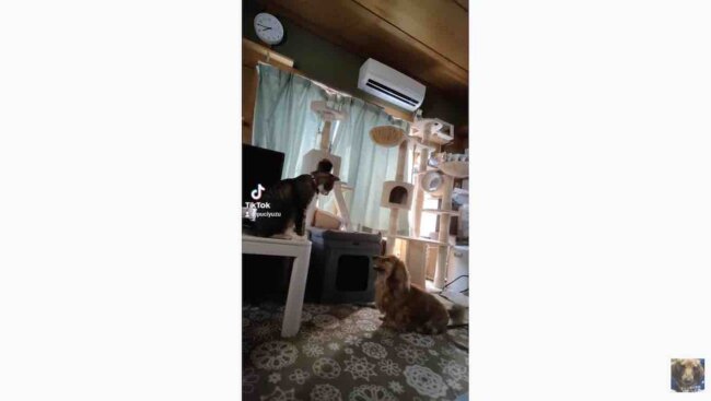 ダックスフンド,動画